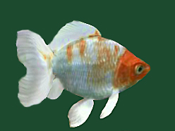 ogon koi