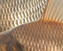 Blue scale on top, purple scale below