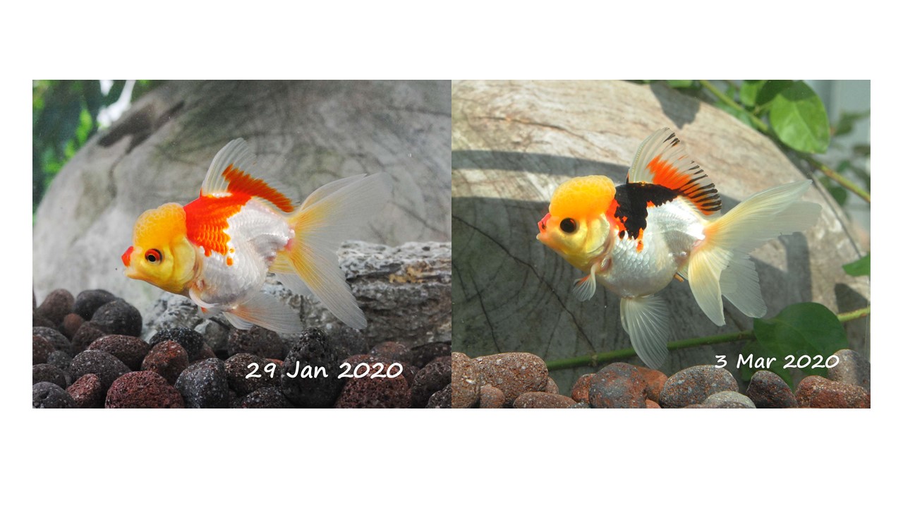 remelanization process mar 2020