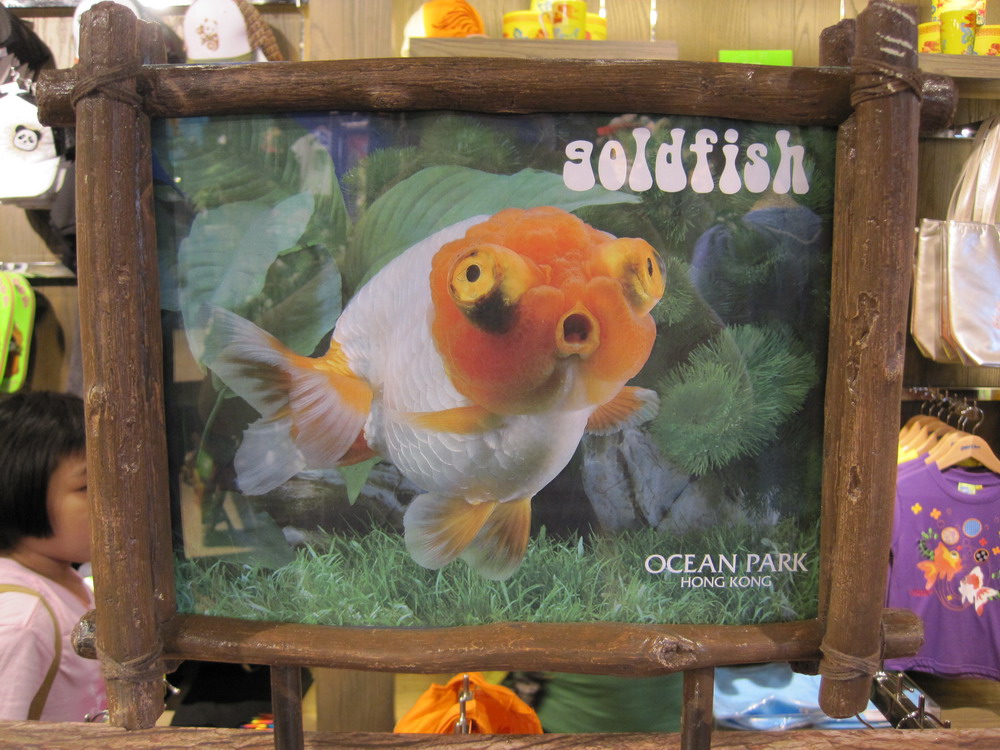 anotheredition アナザーエディションGOLDFISHブラウス Another Edition（アナザーエディション）の「GOLDFISHスリーブ